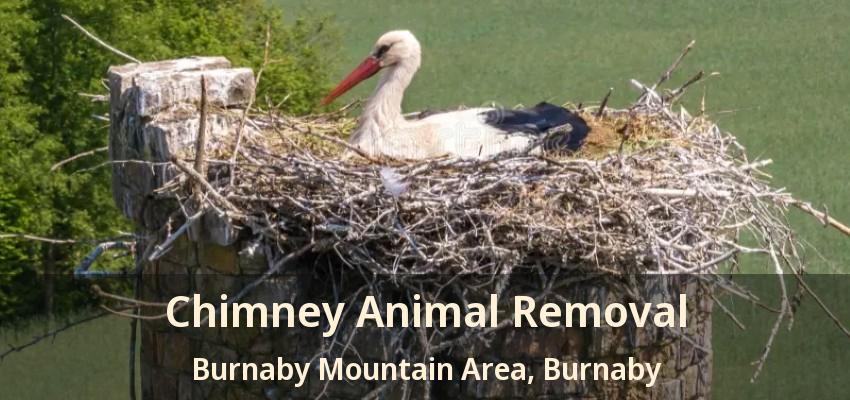 Chimney Animal Removal Burnaby Mountain Area, Burnaby - BC